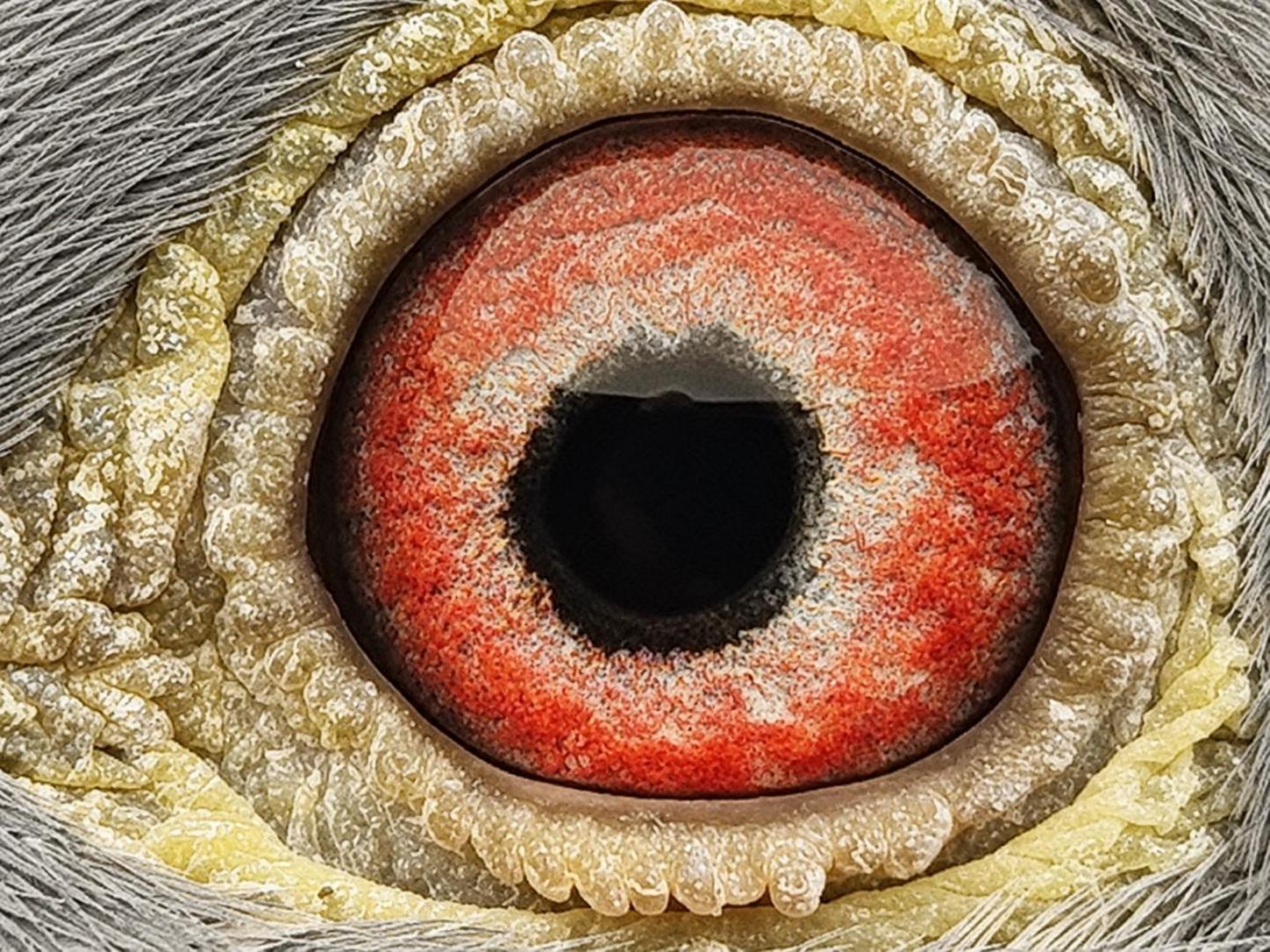 Pigeon eye